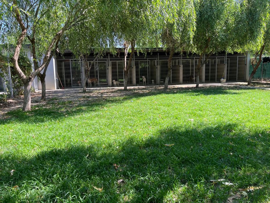 Cazare catei / Pensiune canina/Hotel