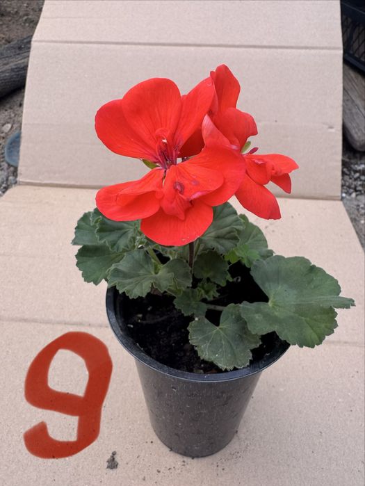 Мушкато различни цветове калиопе