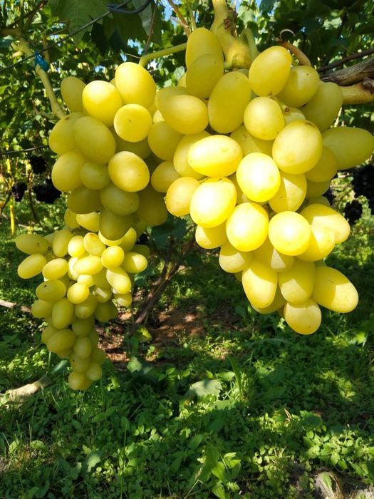 Vita de vie  soiuri de masa cu aroma fructata,armonioasa si cu gust de muscat