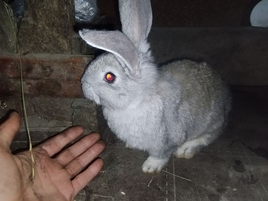 09 Мерседес 2026