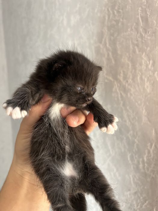 Котята Марғаулар