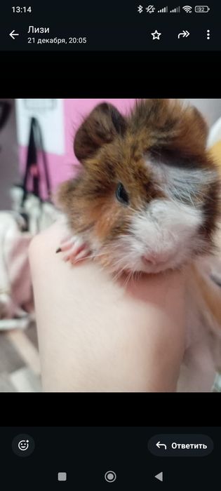 Продам морских свинок