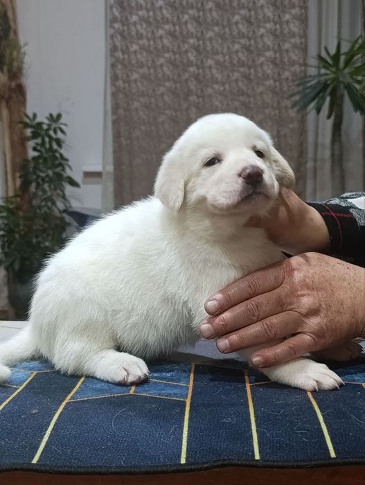 Продаются щенки азиатского Алабая