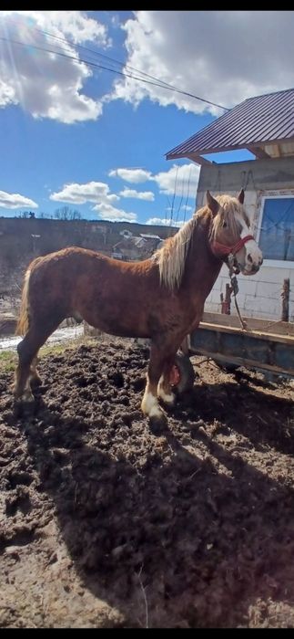 Mânz de 3ani de vânzare