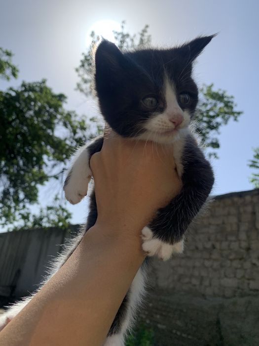 Котенок девочка