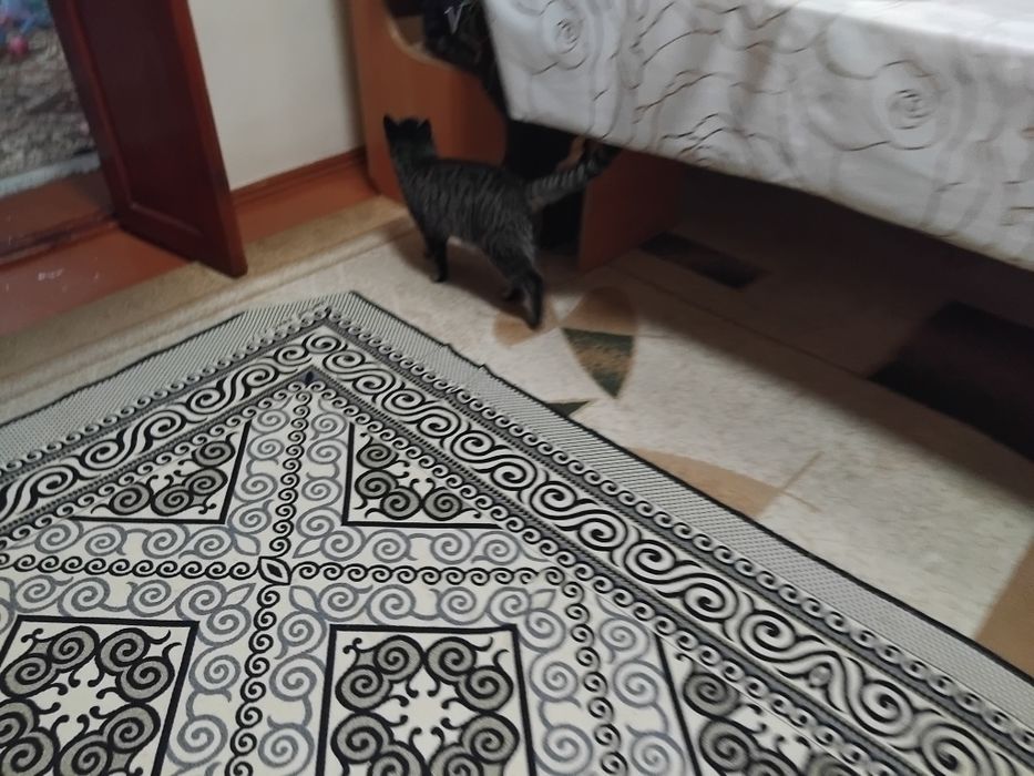 Отдам кота в добрые руки