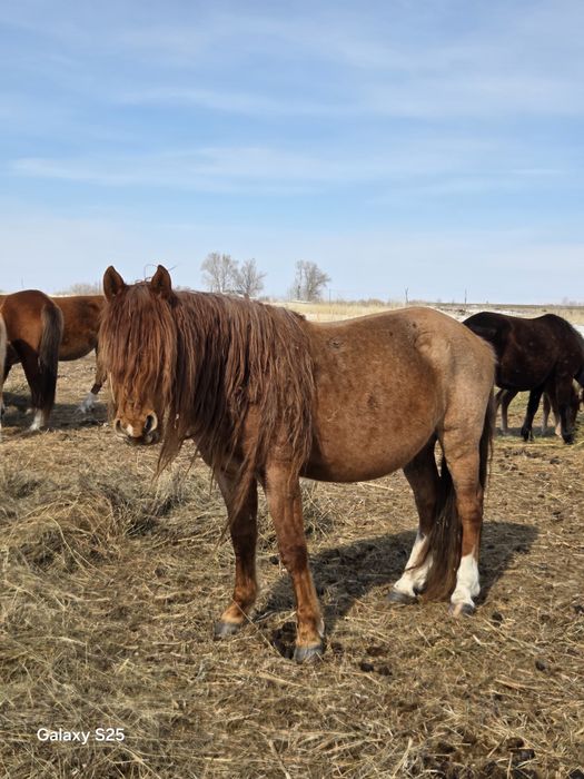 Жеребец ,Айгыр 6 лет