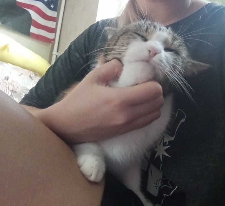 Отдадим кошечку трехцветную