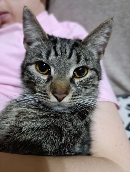 Передержка котов и кошек