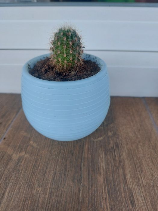 Малки кактуси (Echinopsis) лично предаване София Хиподрума