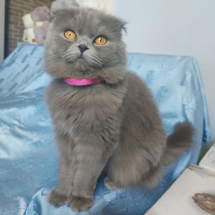 Отдам даром фолд