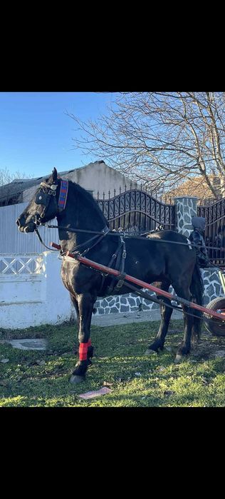 Armăsar frizian de vânzare