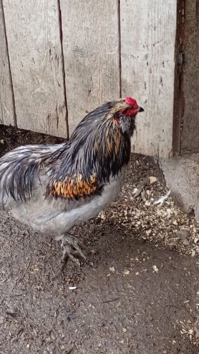 Vând 1 cocos și 5 gaini aurocana.