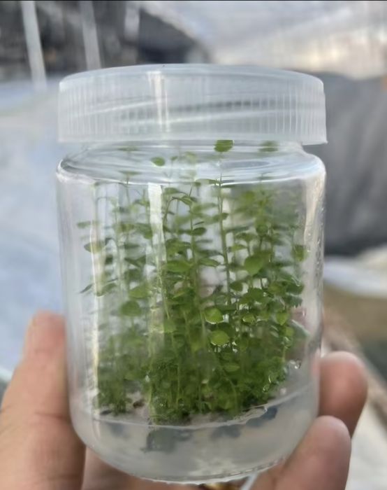 Голубика саженцы оптом