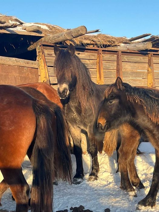 Сатылады 2 буаз бие