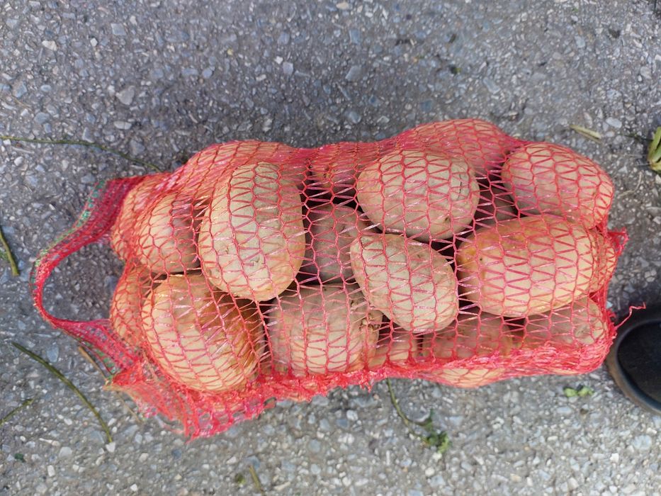 Cartofi roși de consum Belaroza