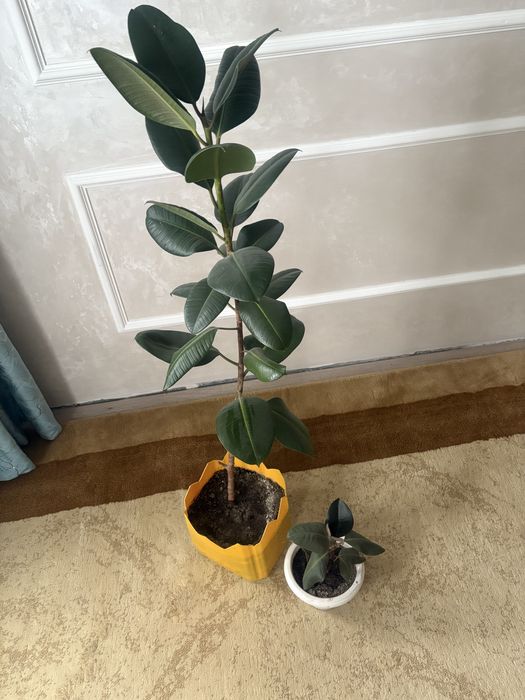 Фикус гүлі сатылады  2еуі 5000 тг
