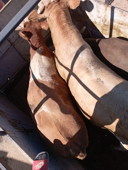 Перевозка скота 8777