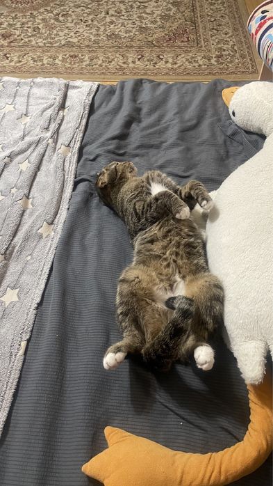 Кошкаа астанаааа бесплатнооо