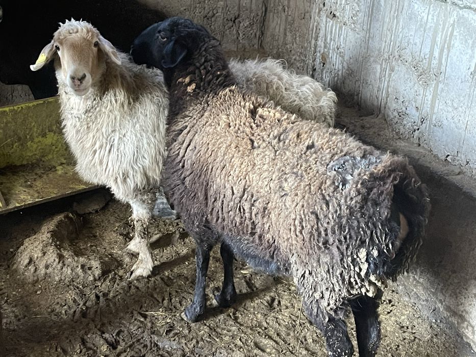 6 бас Бордақы саулық қойлар Семіз