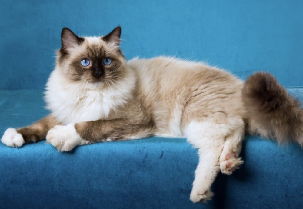 Передержка кошек