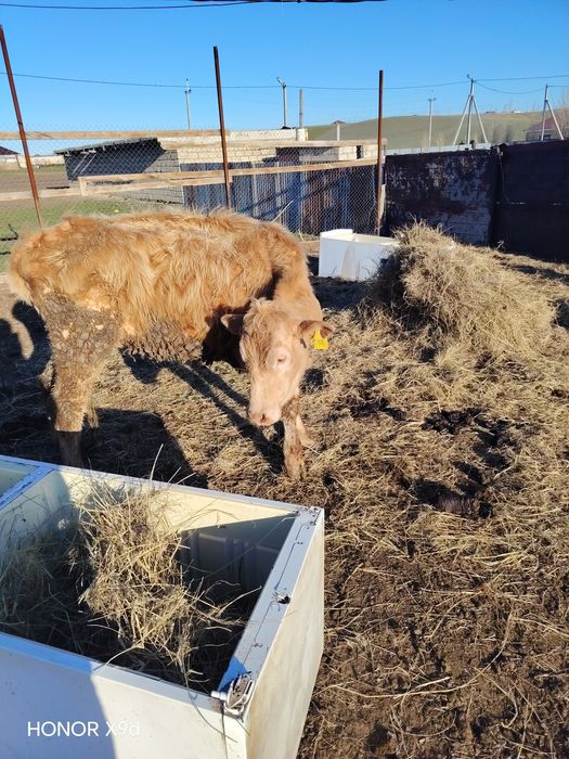 Продаётся скот и телята