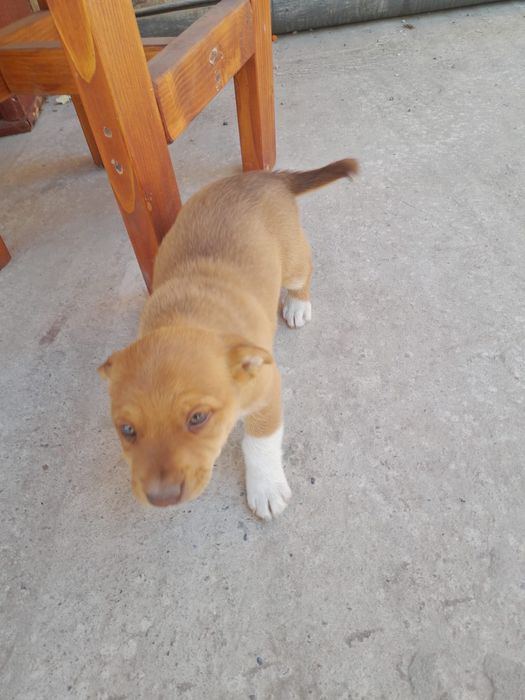 Cățeluși de donat