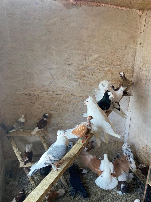 Vând porumbei ornament