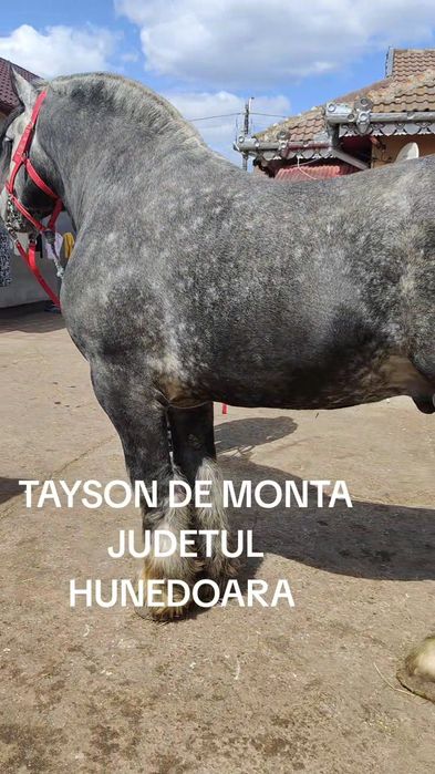 Harmasar Percheron adus din Franța