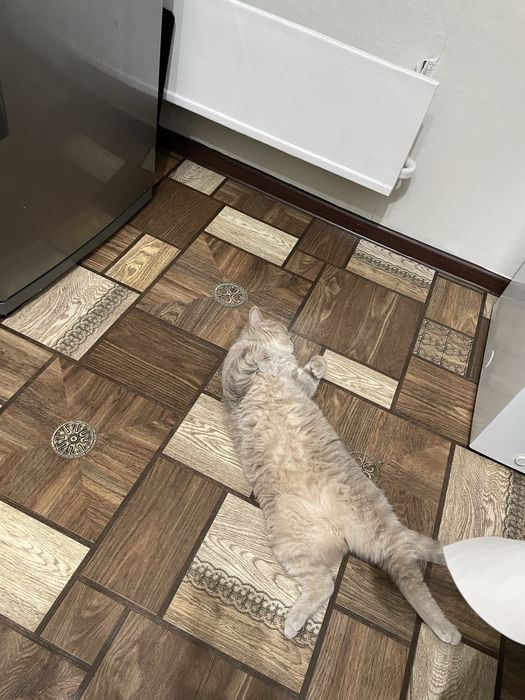 Кот британец короткошерстный