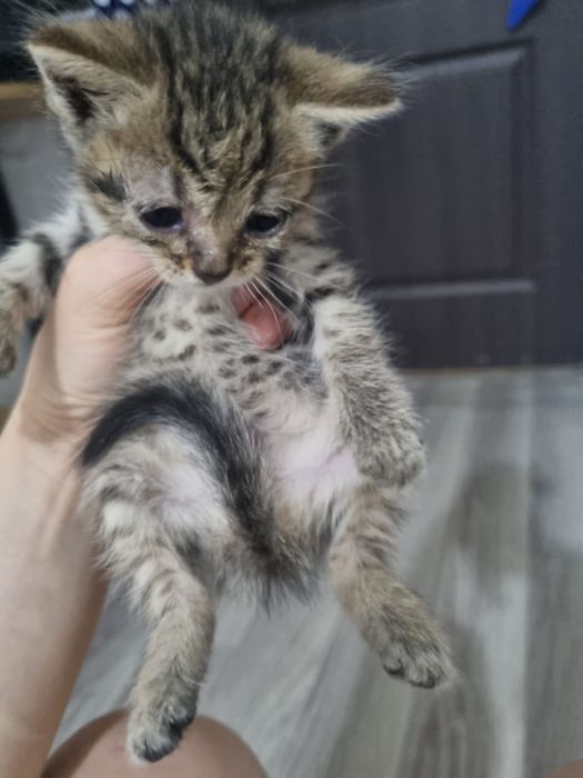 Отдам бесплатно котят