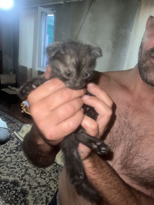 Котята британцы