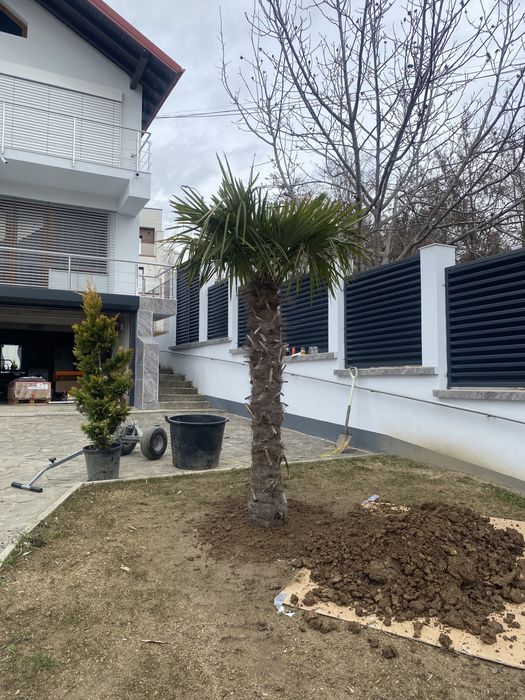 Palmieri rezistenți la ger