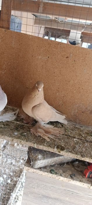 Продам   голубей