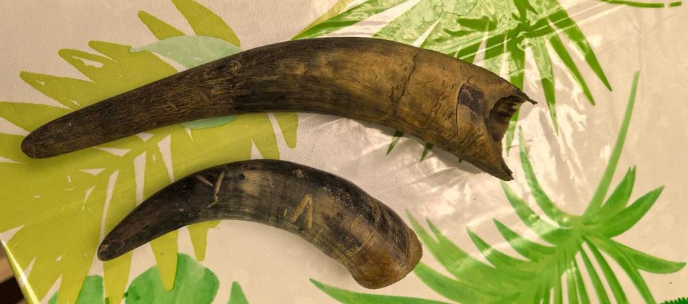 продавам 2 еленови рога