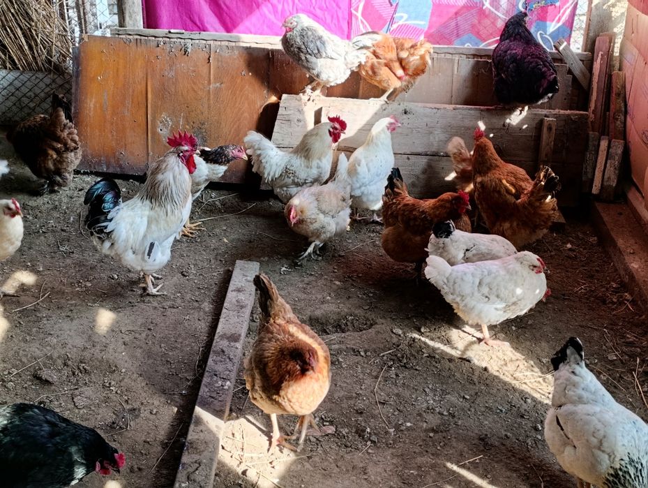 Туып тұрған тауықтар сатылады