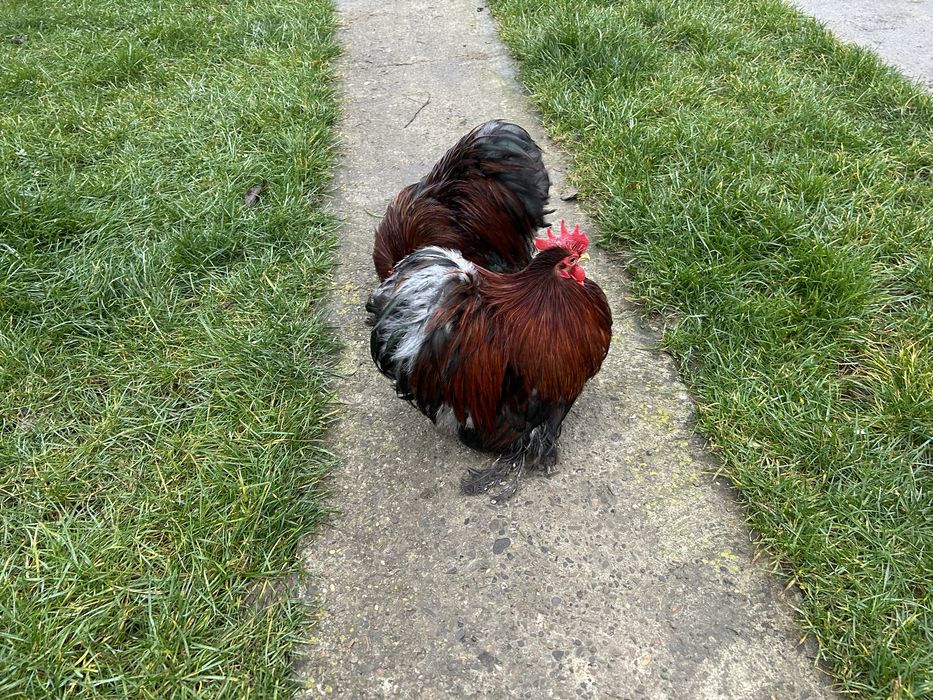 Cochinchina pitic cocosi expo