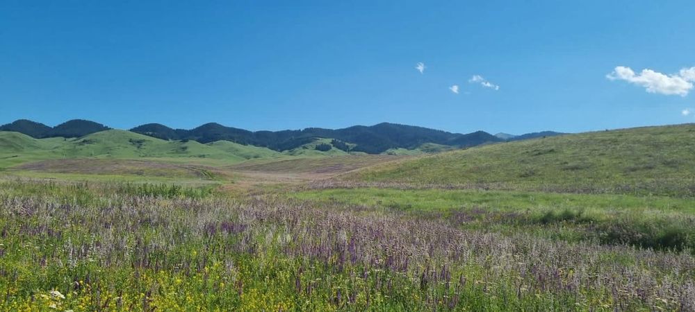 100% Натуральный Мёд