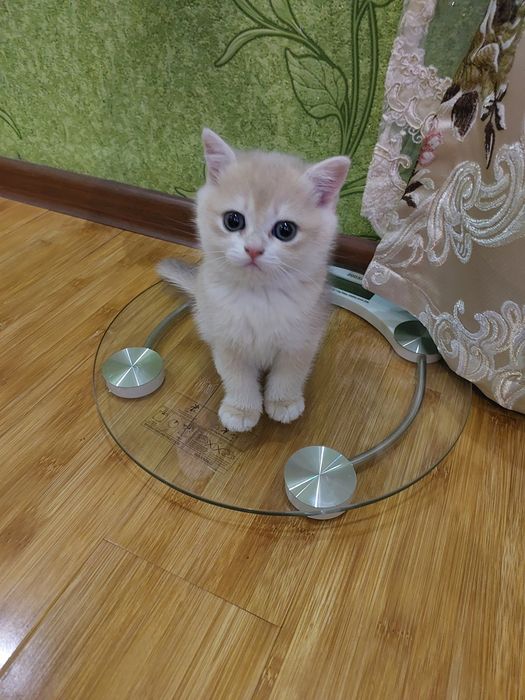 Британ шиншилла мушукчалари!