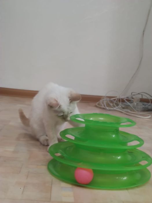 Дарю красивого котёнка