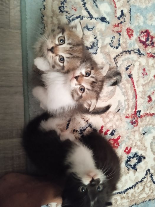 Котята вислоухие 1,5 месяца.