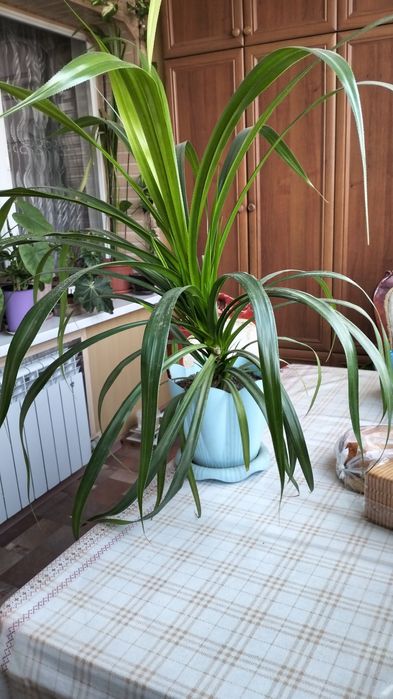 Цветы домашние разные