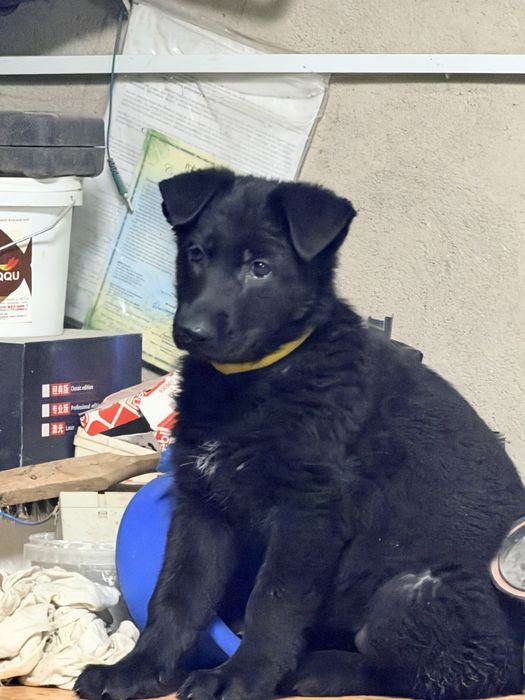 Немецкая овчарка