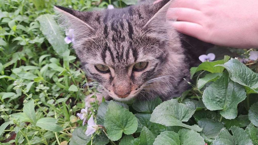 Отдам котенка даром в хорошие добрые руки.