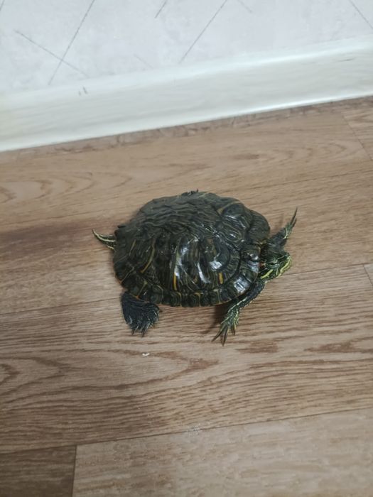 Черепашка ниндзя