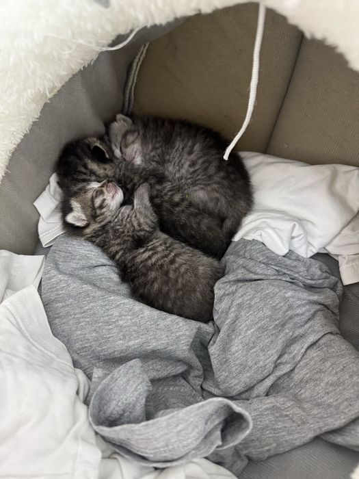 Британские котята