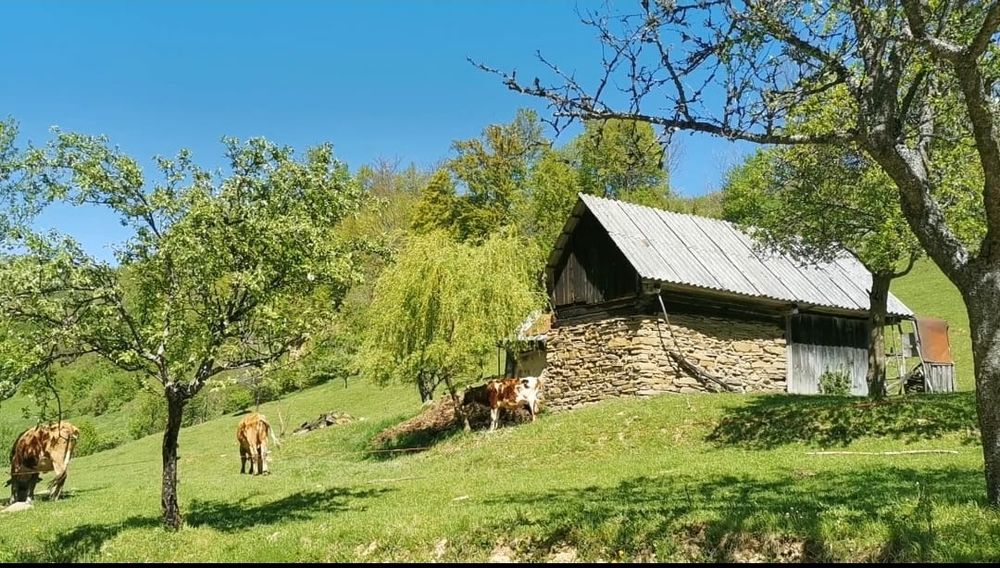 Teren - Peștera Tãușoare