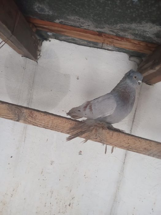 Продам пару, чубатых