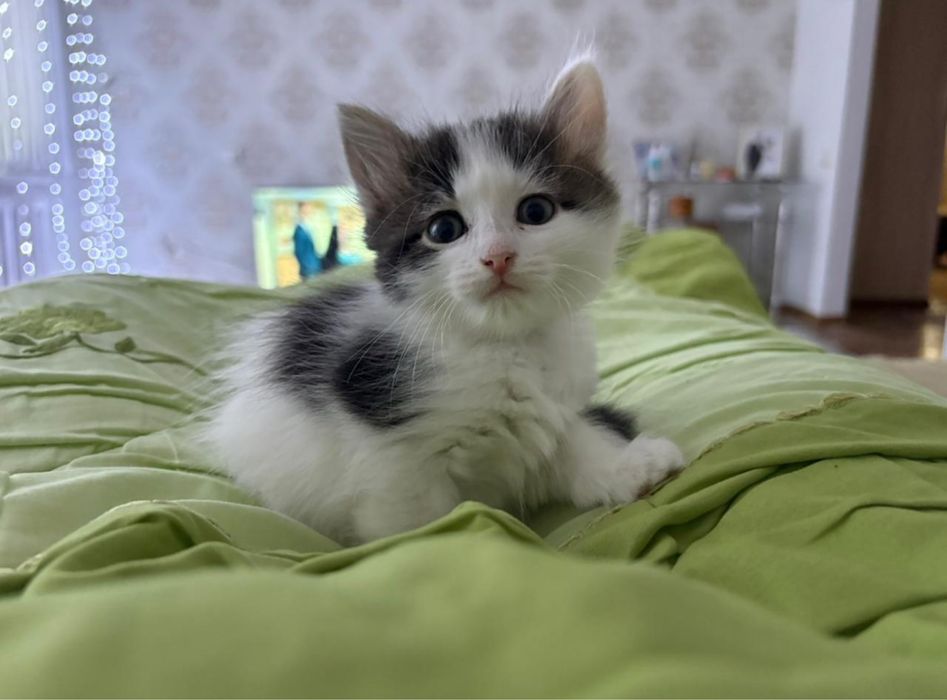 Отдадим котят в добрые руки