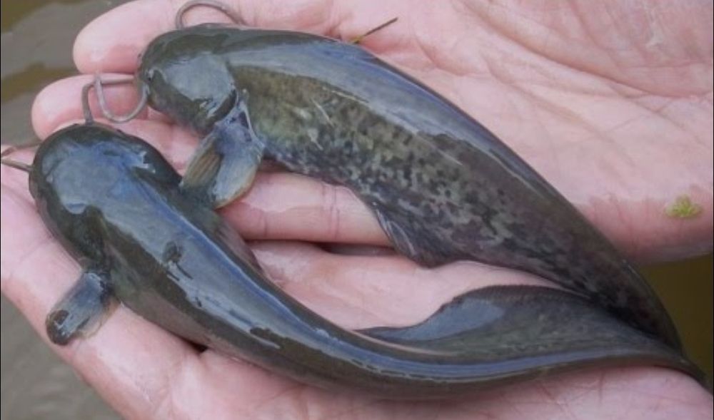 Baliqlar Баликлар бор Сазанлар бокишга 100%соғлом  Даставка бор узб